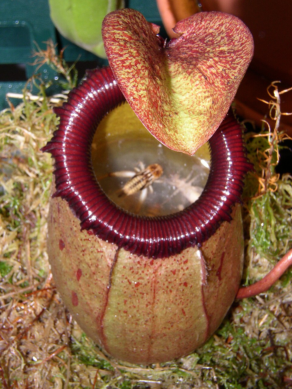 Nepenthaceae