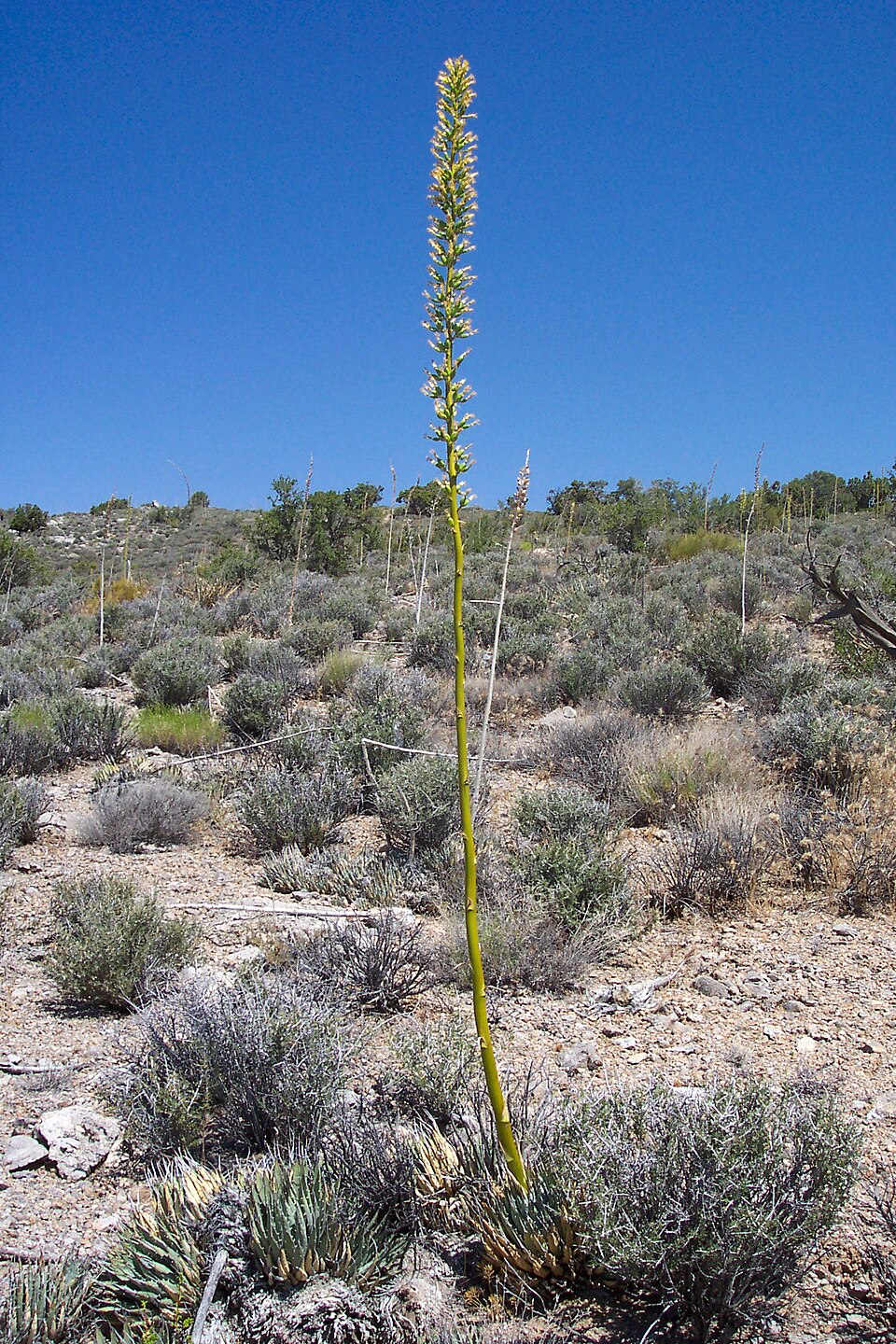 Agave utahensis
