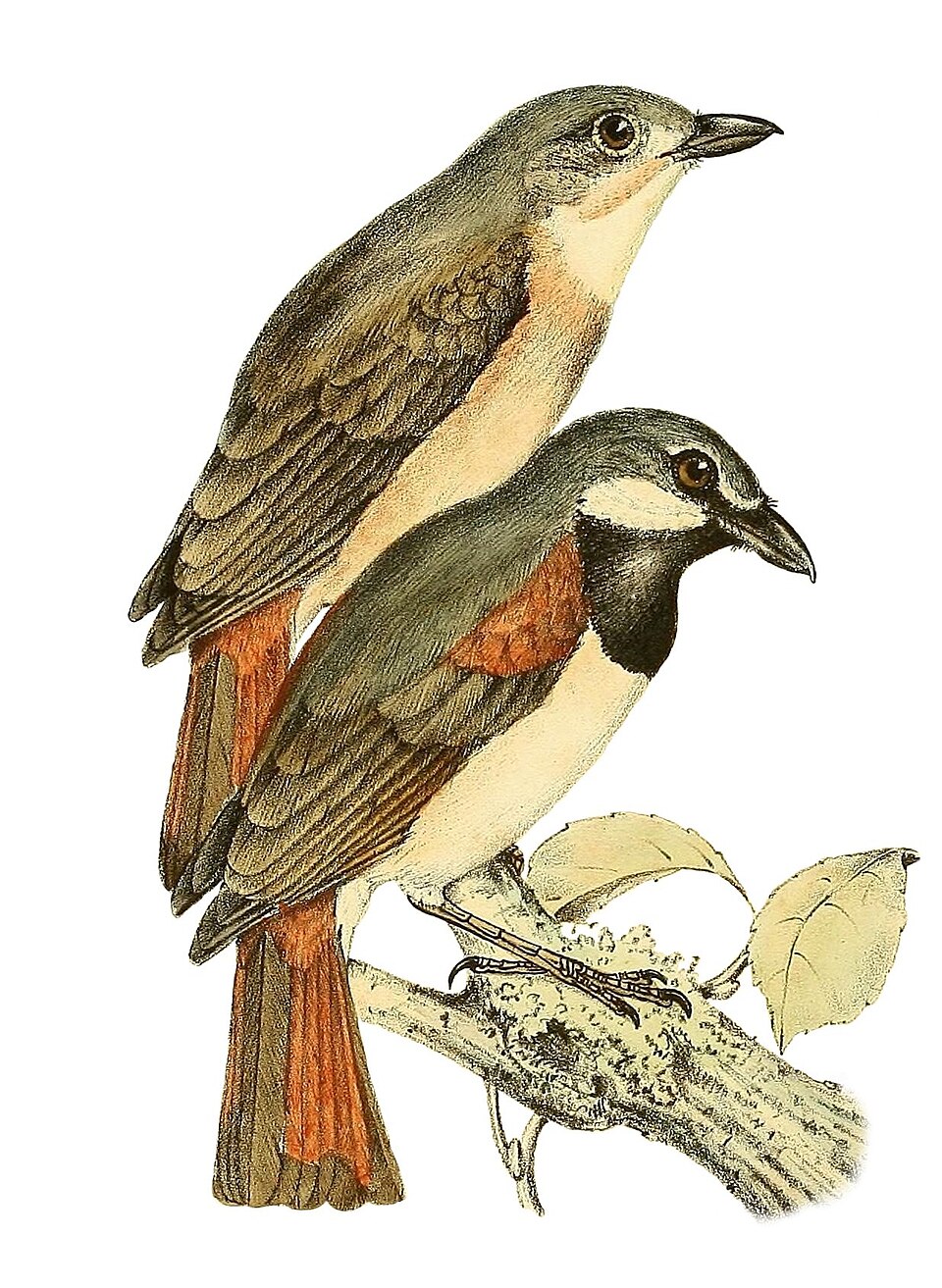 Red-tailed Vanga