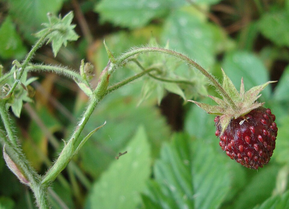 Fragaria moschata