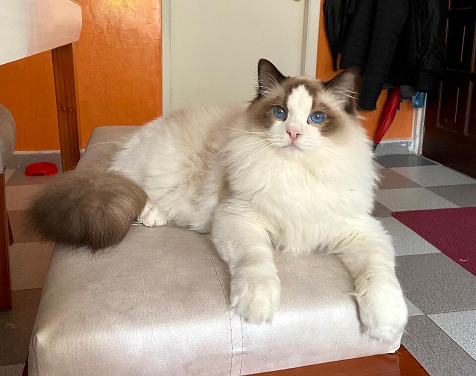 Ragdoll