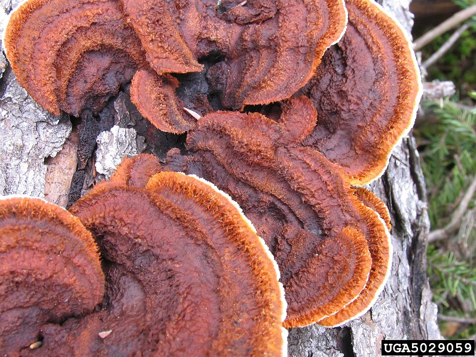 Gloeophyllales