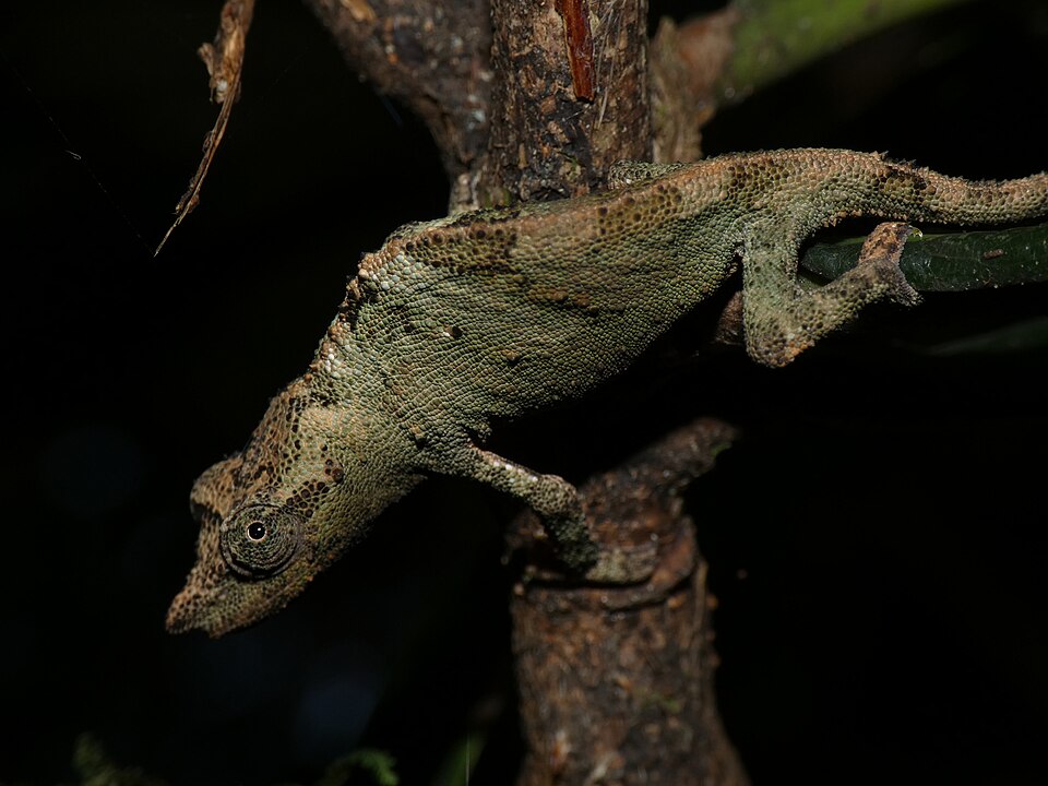 Marshall's pygmy chameleon