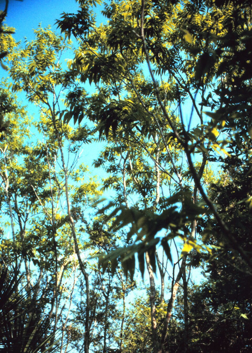 Sapindus