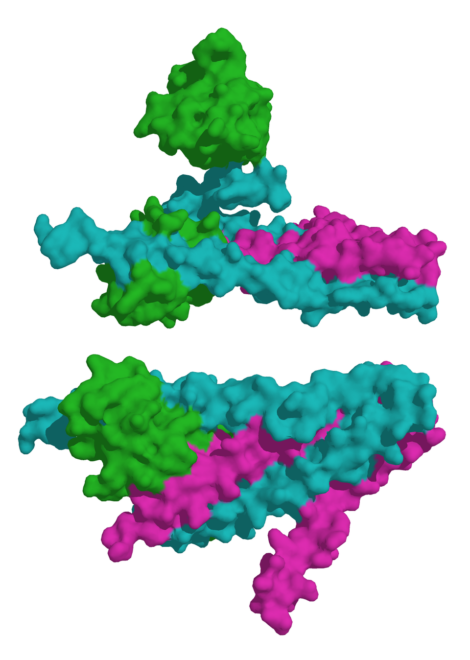 troponin complex