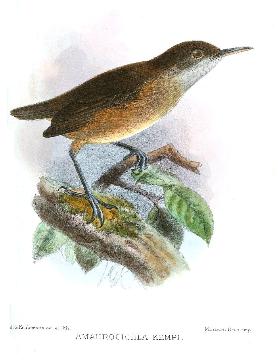 Macrosphenus kempi