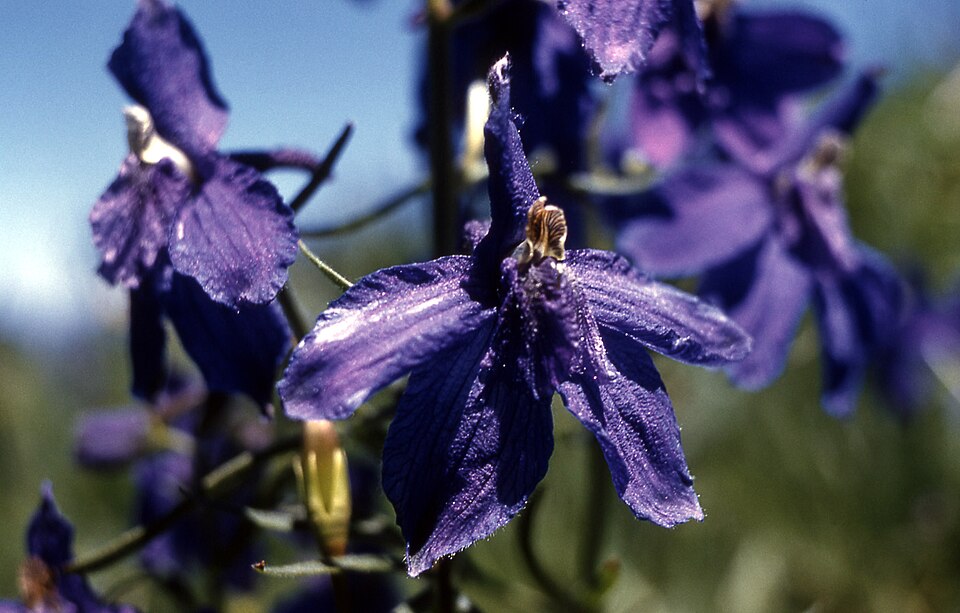 Delphinium bicolor