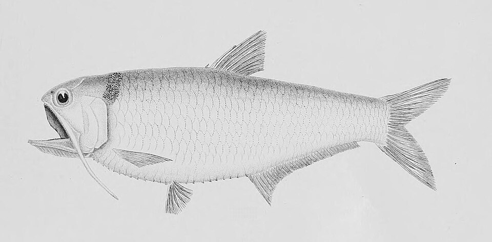 Thryssa dussumieri