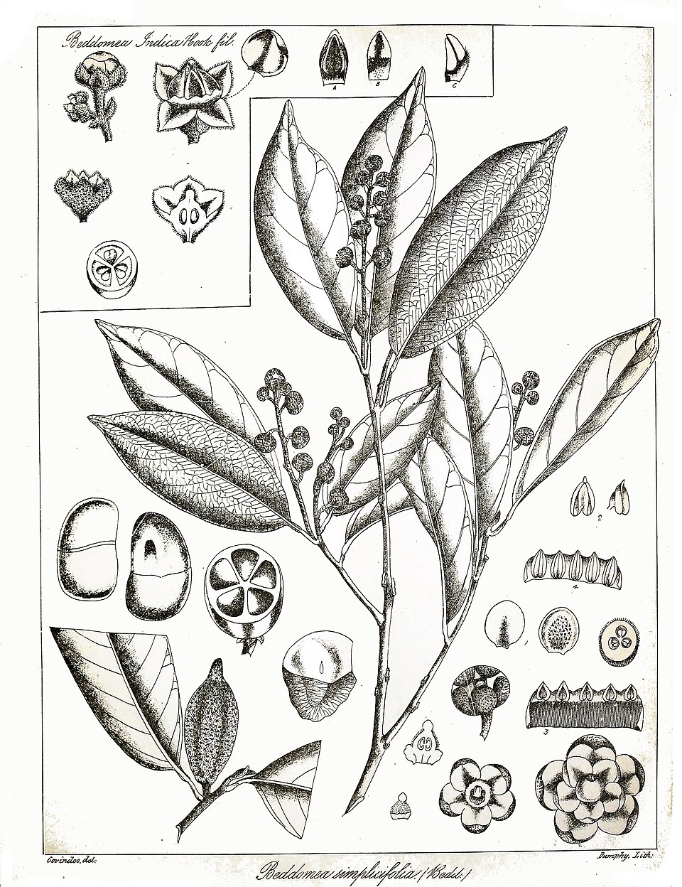 Aglaia simplicifolia