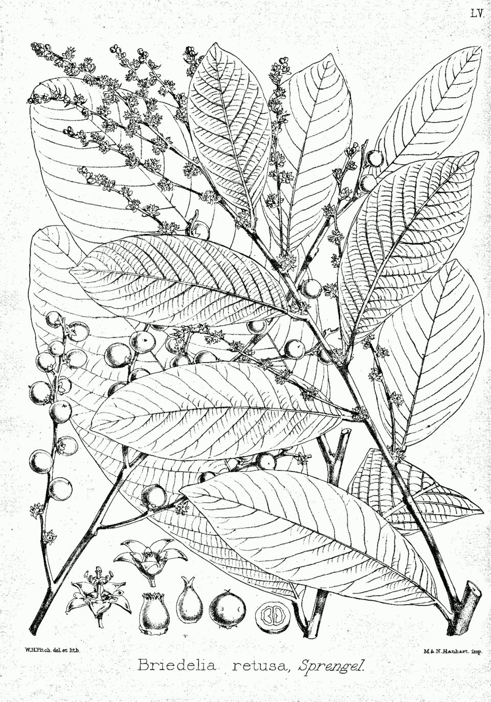 Bridelia