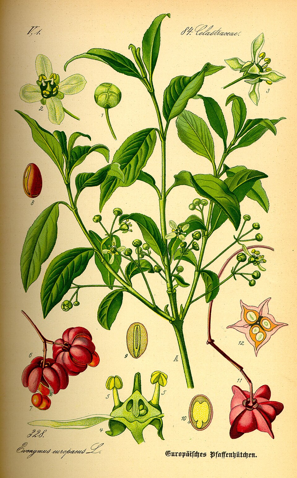 Celastrales