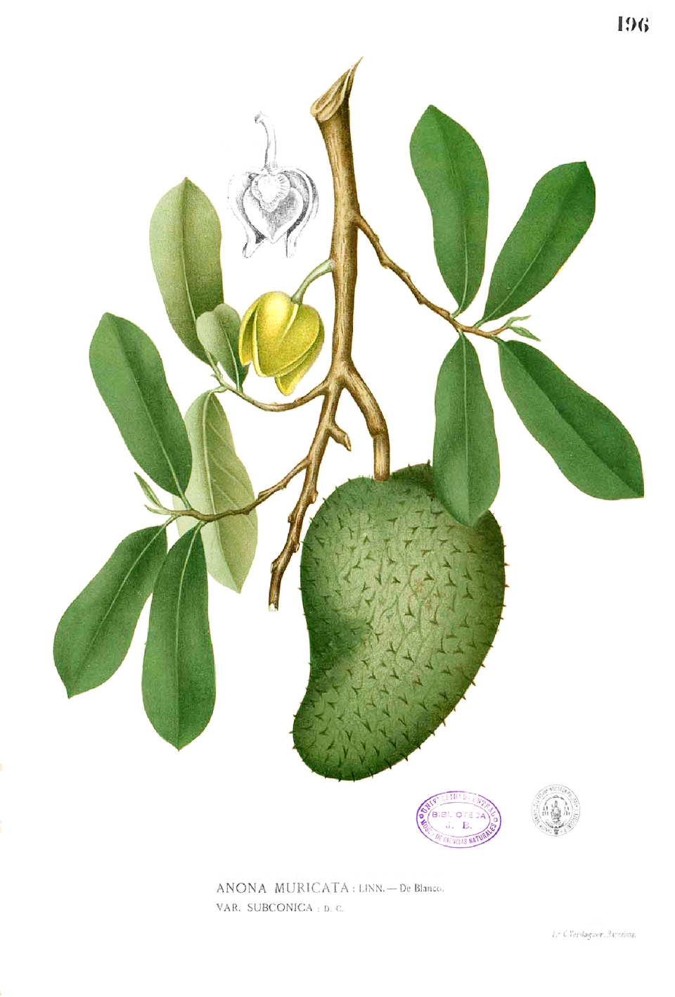 Annonaceae