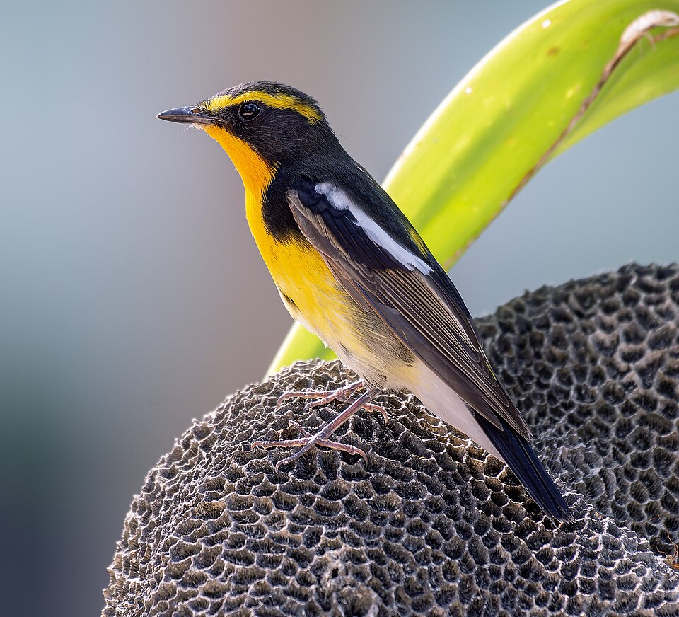 Narcissus Flycatcher