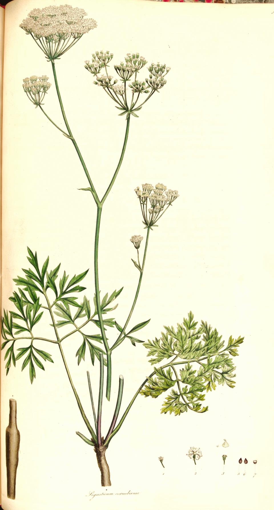 Physospermum