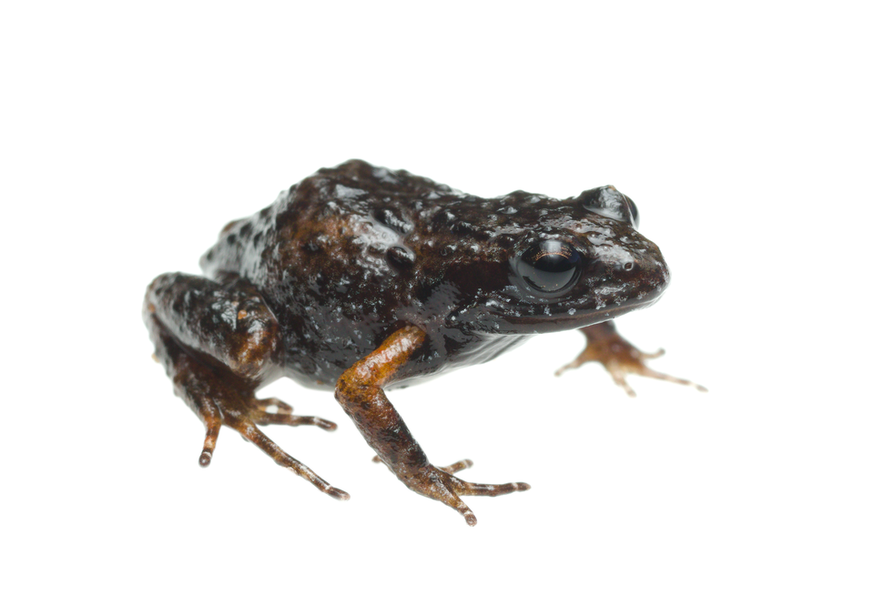 Landdros moss frog