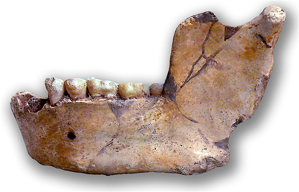 Homo mauritanicus