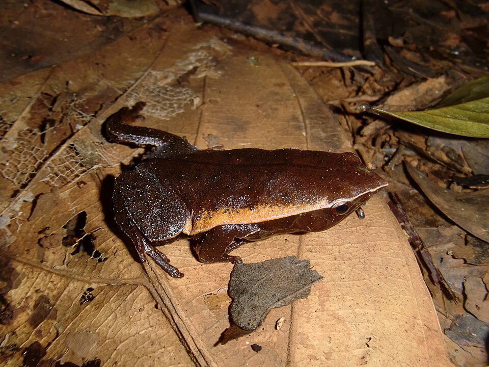 Otophryne pyburni