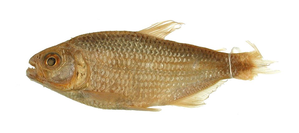 Bario steindachneri