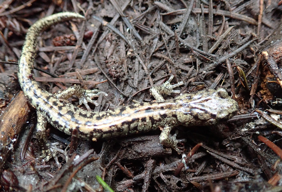 Wandering salamander