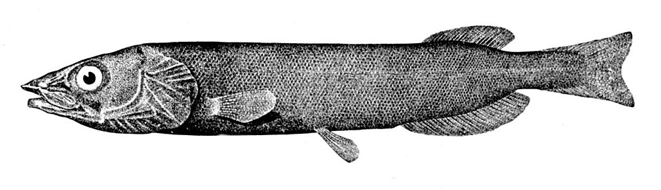 Albuliformes