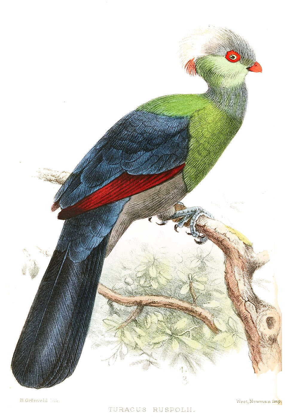 Ruspoli's Turaco