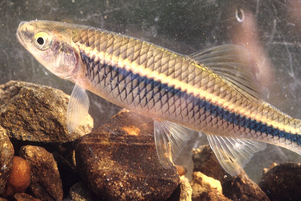 Blue shiner