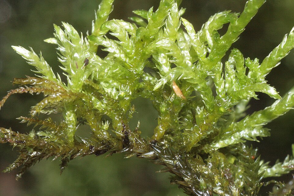 Brachythecium rivulare