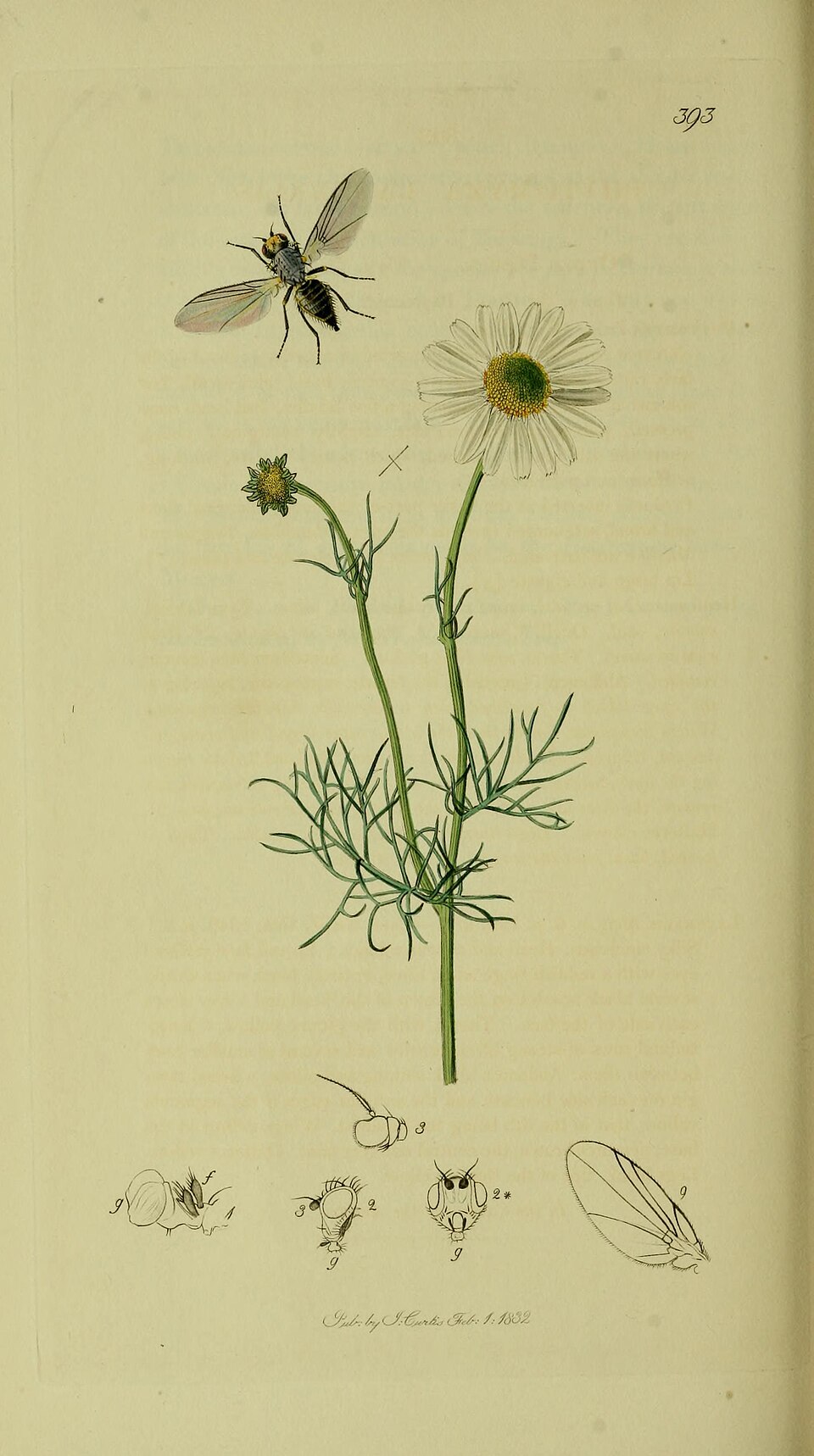 Cerodontha