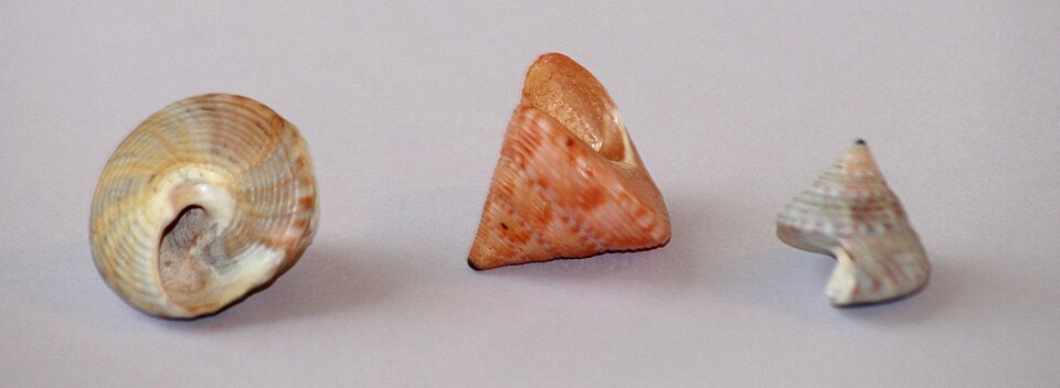 Calliostoma zizyphinum