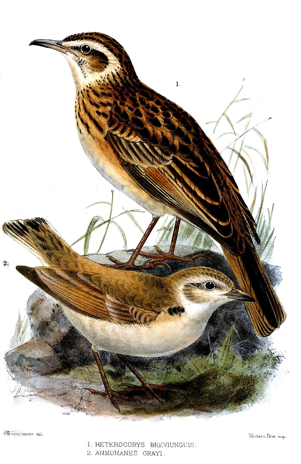 Short-clawed Lark