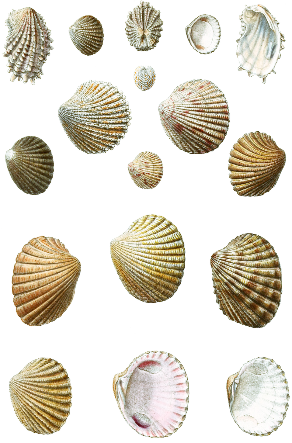 Carditidae