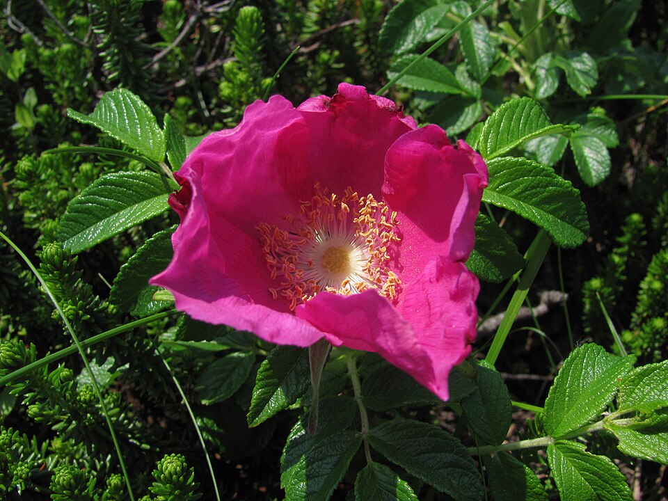 Rosa rugosa