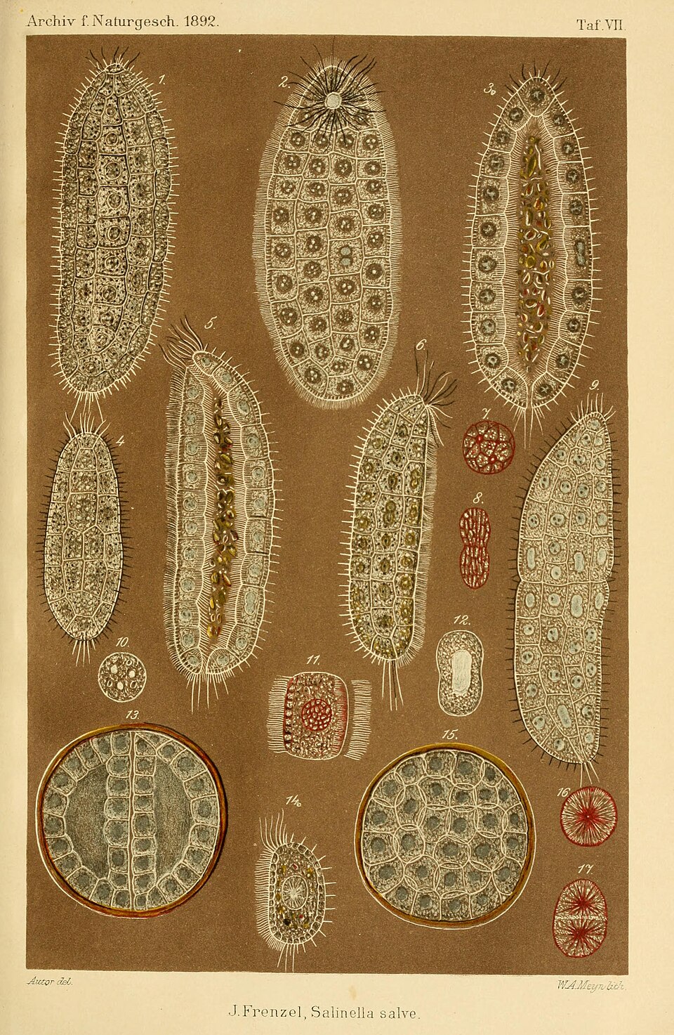 Monoblastozoa