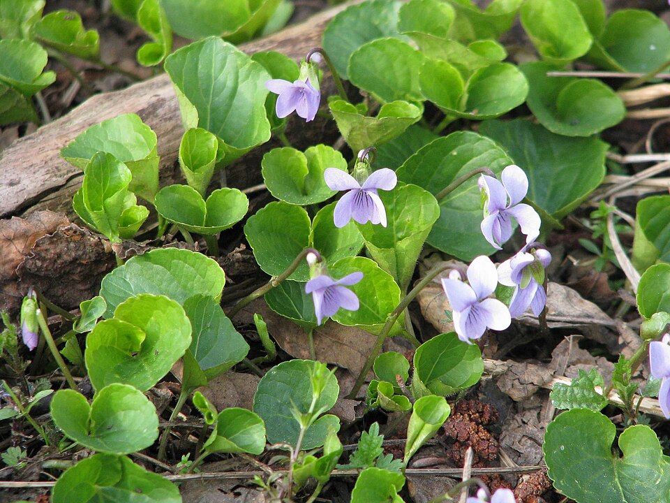 Viola epipsila
