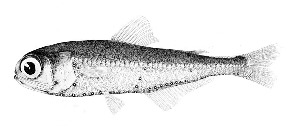 Myctophum nitidulum