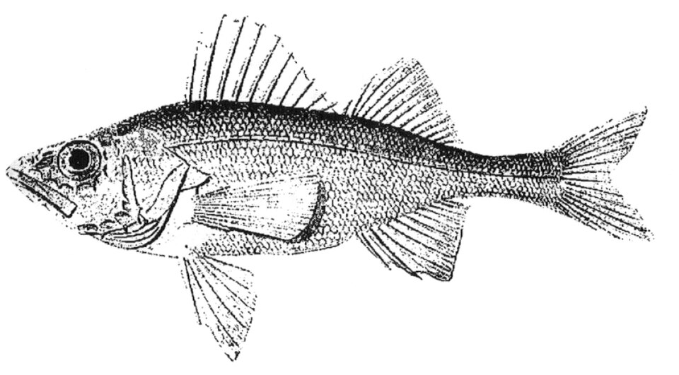 Azov percarina