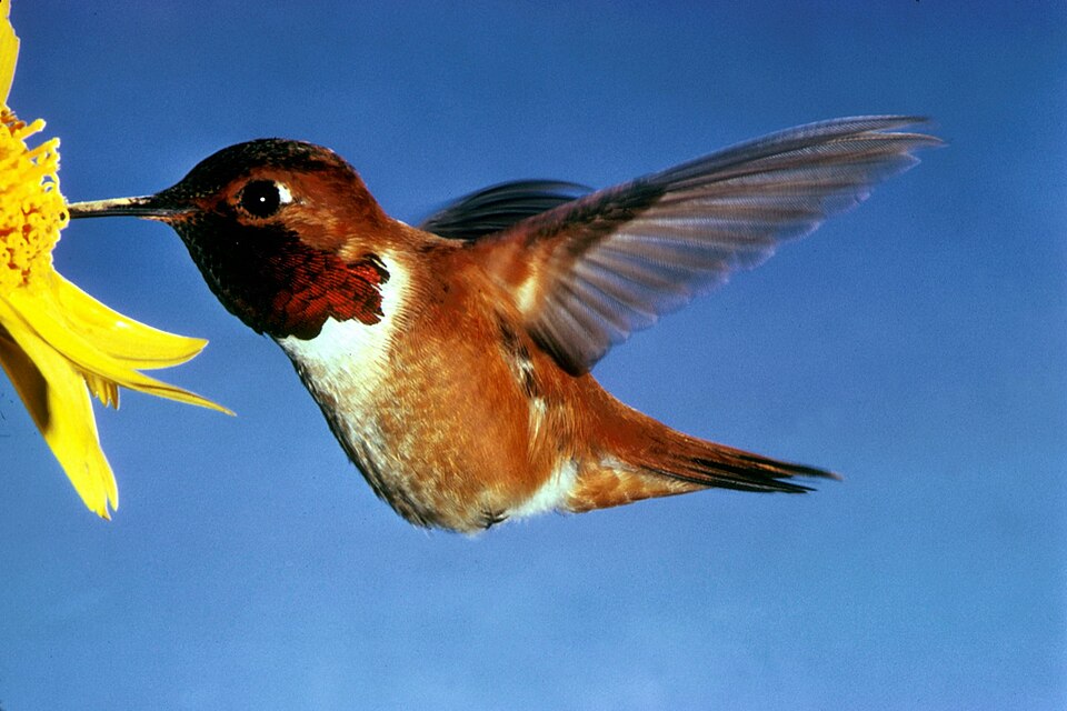 Ornithophily