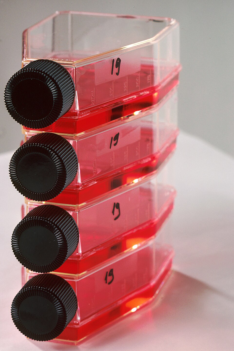 tissue culture
