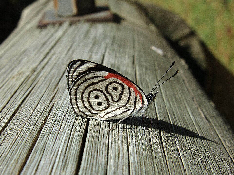 Diaethria