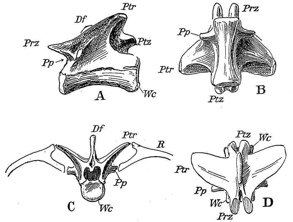 Pterospondylus