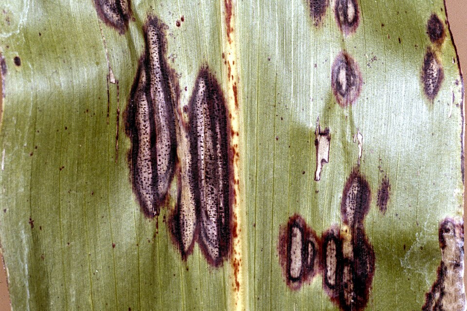 Ascochyta