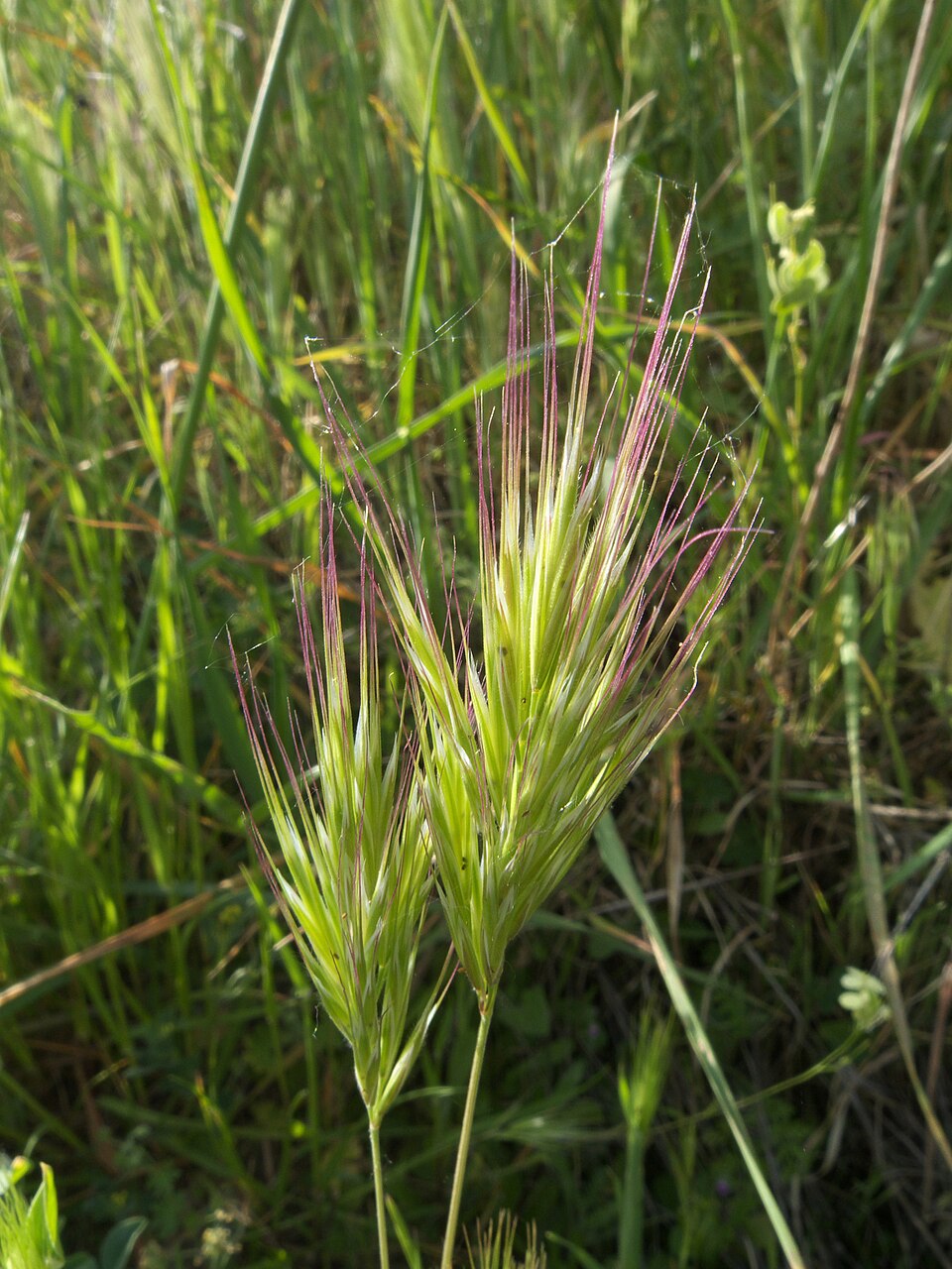 Bromus rubens