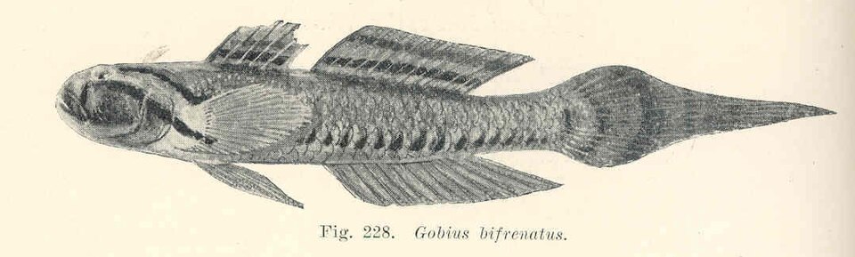 Arenigobius