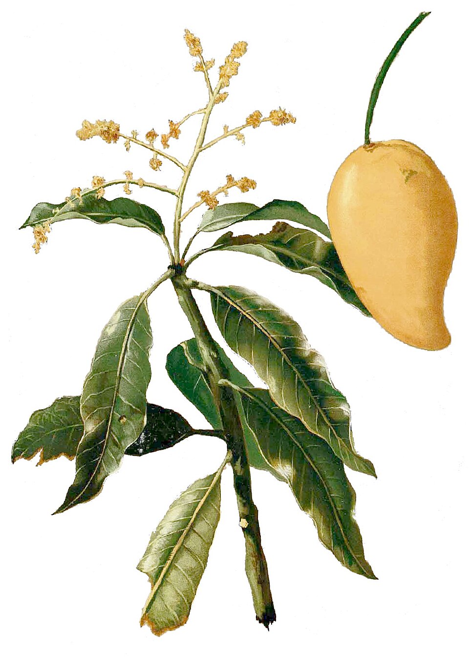 Mangifera sylvatica
