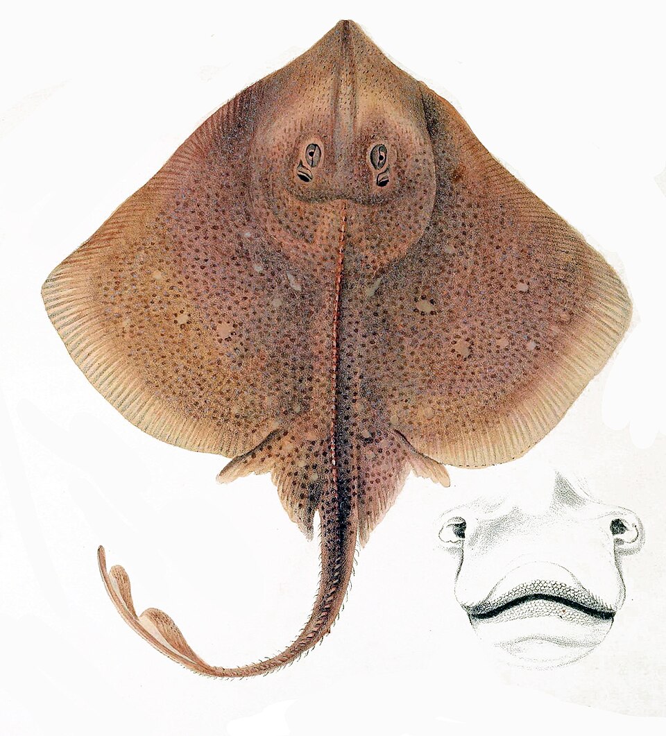 Raja asterias