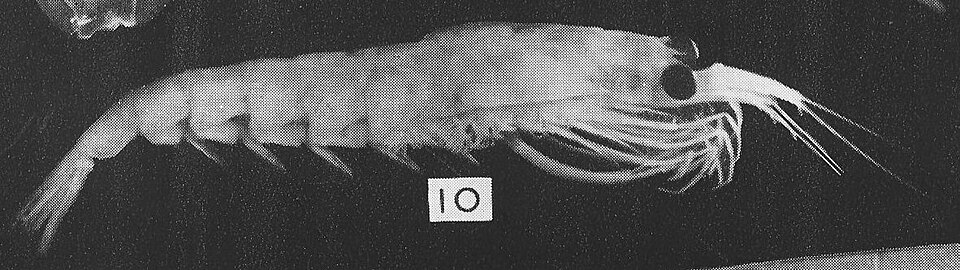 Nyctiphanes