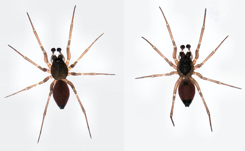 Ostearius melanopygius