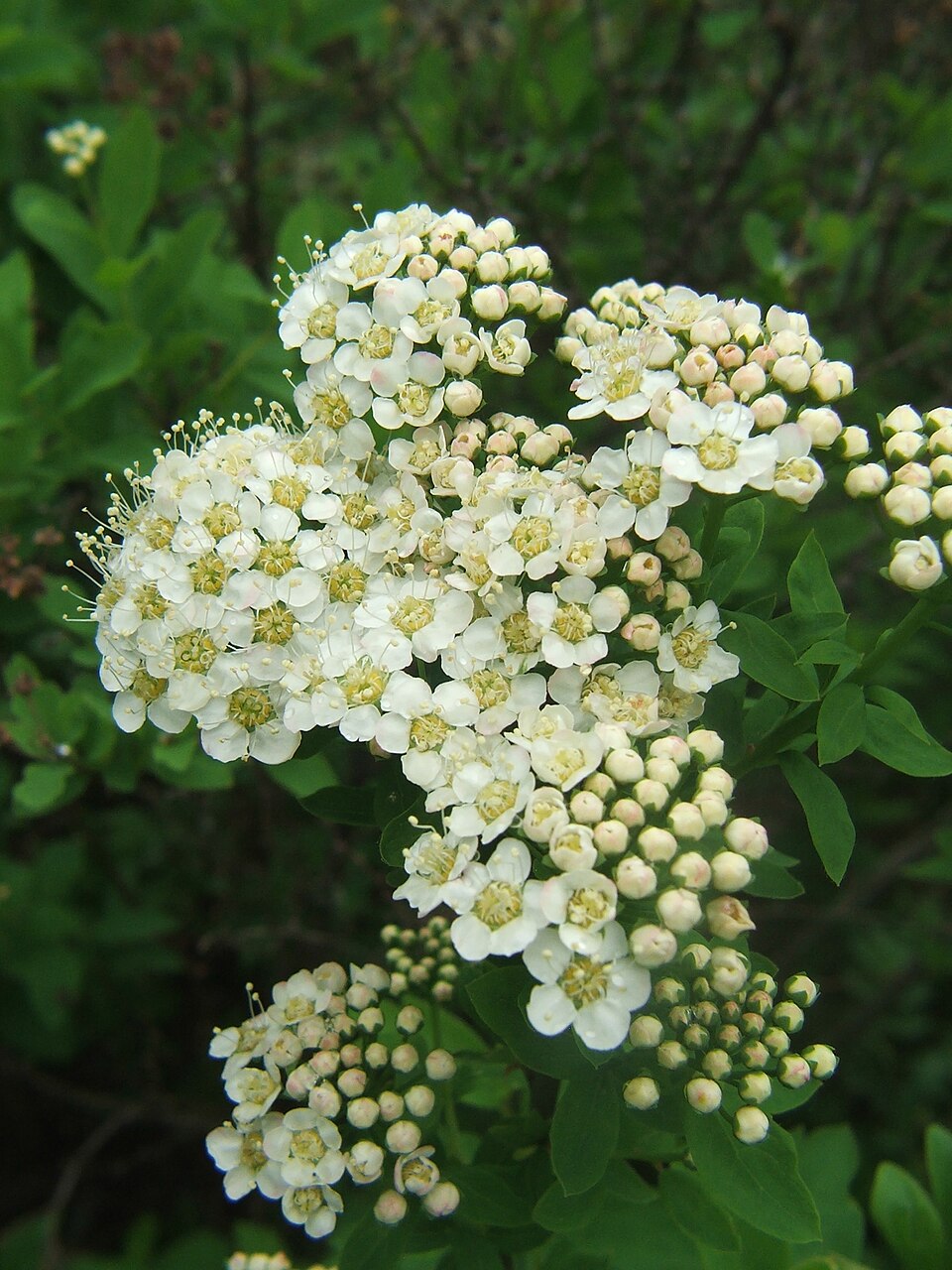 Spiraea media