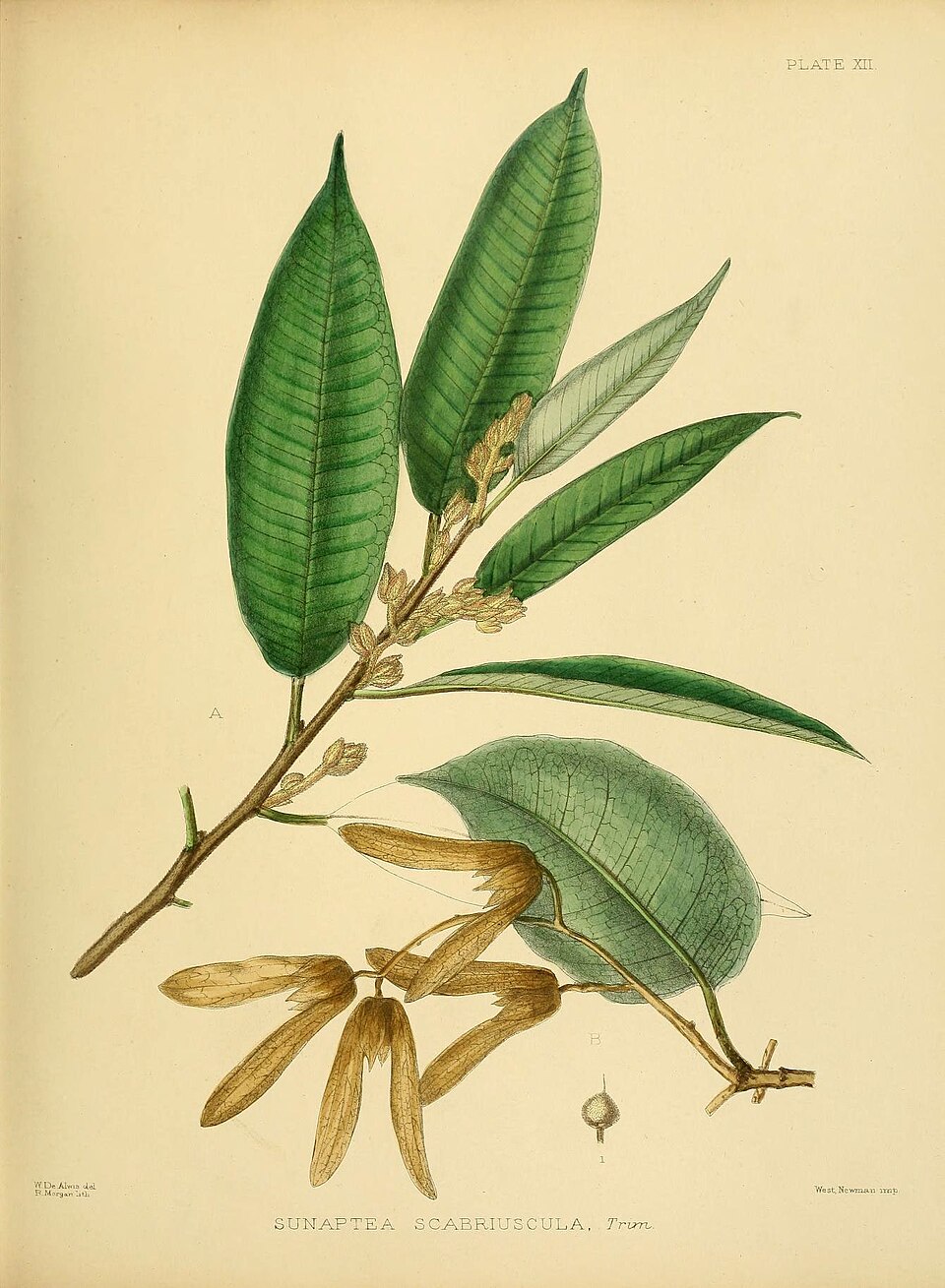 Cotylelobium