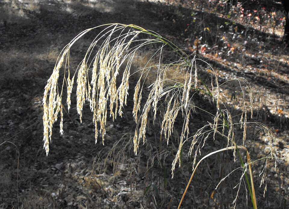 Piptatherum miliaceum